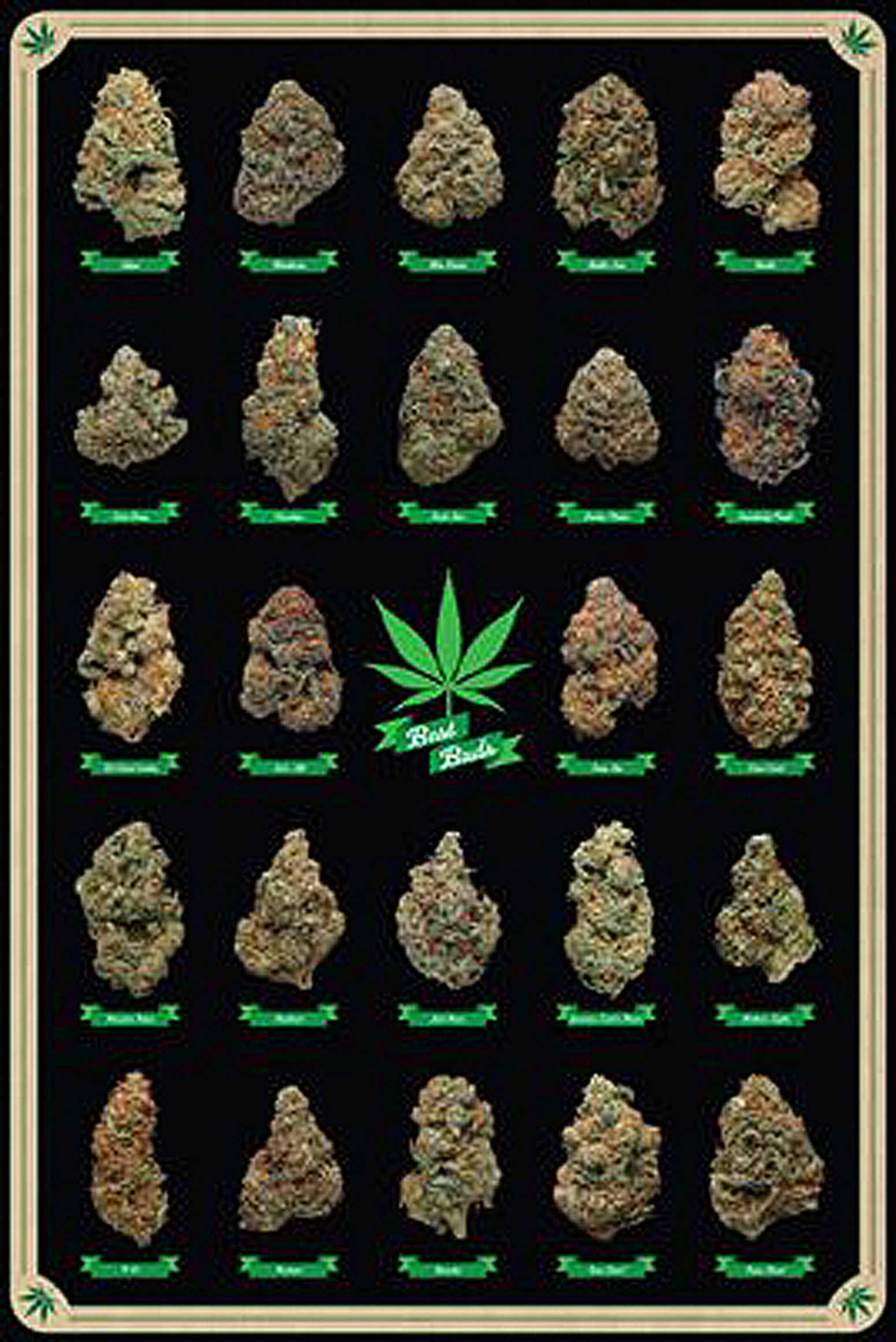 Poster Cannabis Best Buds Les différentes sortes de Marijuana Posters