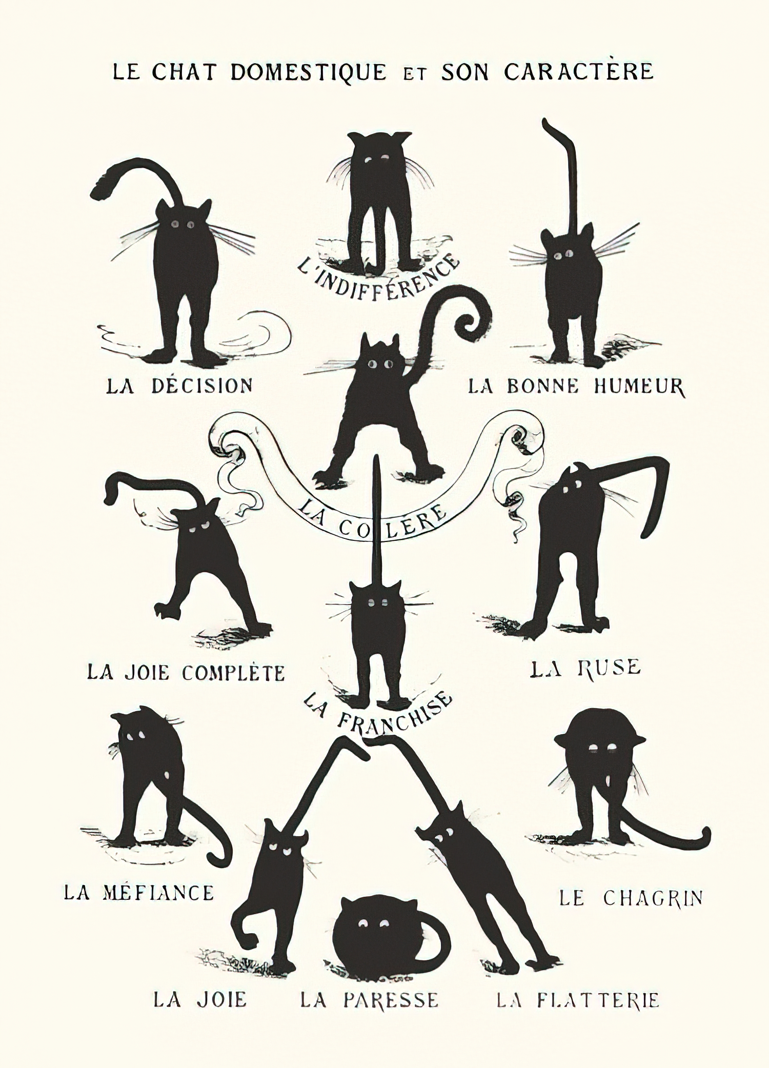 Poster Le Chat domestique et son